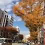 新宿で紅葉狩り